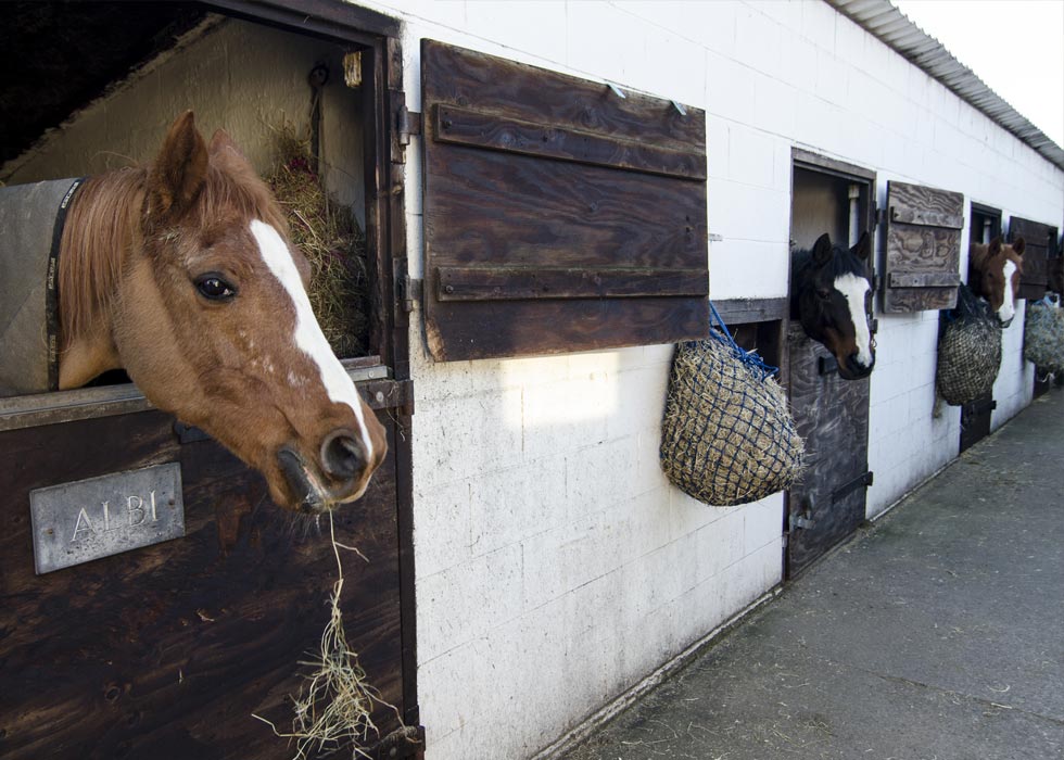 Stables of  varying sizes & prices.